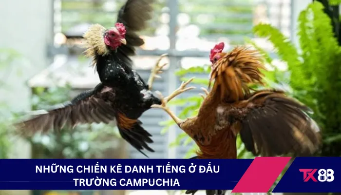Những chiến kê danh tiếng ở đấu trường Campuchia