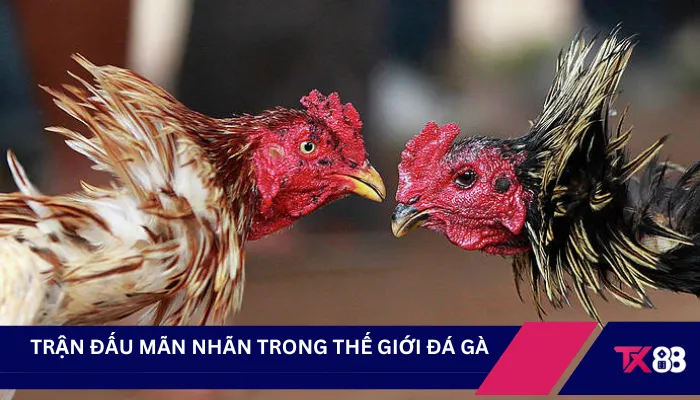 Trận đấu mãn nhãn trong thế giới đá gà